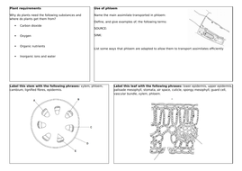 Transport in plants lesson | Teaching Resources