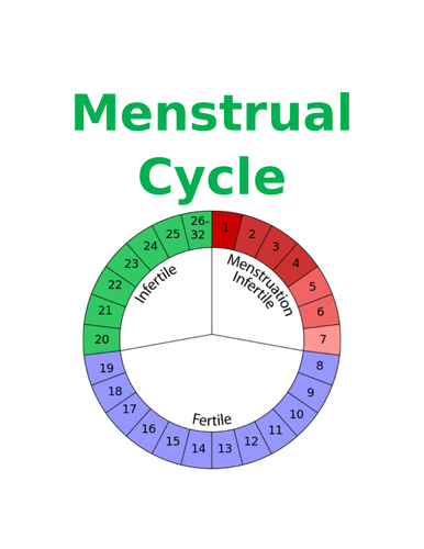 Menstrual Cycle | Teaching Resources