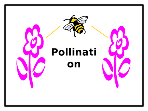 Pollination - 2 PowerPoints + Storyboard