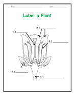Label parts of a plant (3 worksheets) by Teach4Uresources | Teaching