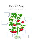 Label parts of a plant by Lresources4teachers - Teaching Resources - Tes