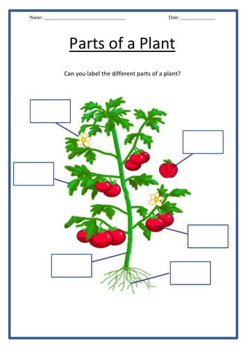 Label parts of a plant -3 worksheets | Teaching Resources