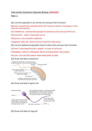 Biology Edexcel GCSE 1-9 Paper 1 revision questions and answers ...