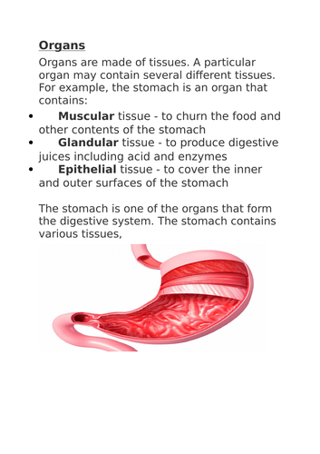 Tissues and organs | Teaching Resources