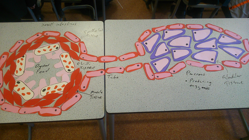 New AQA 1-9 GCSE Biology (Science) Biological Organisation Lesson ...