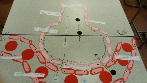 New AQA 1-9 GCSE Biology (Science) Biological Organisation Lesson ...