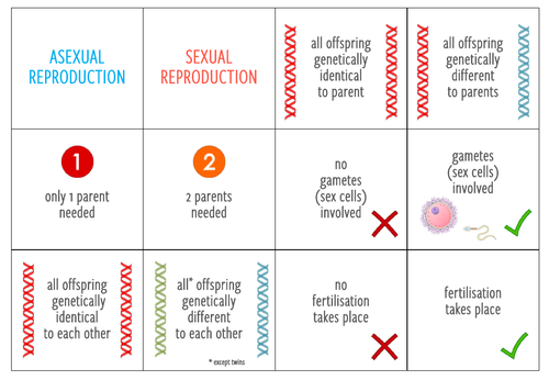 Asexual Versus Sexual Reproduction Card Sort Ks34 Teaching Resources 