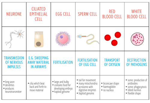 List Of Specialized Cells And Their Functions - vrogue.co