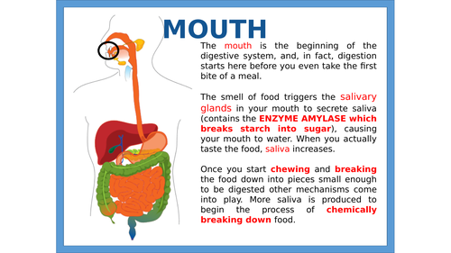 GCSE – How the Digestive System Works (AQA B3.6) | Teaching Resources