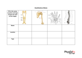 GCSE PE – Skeleton – Skeletal System - Unit of Work - Worksheet ...
