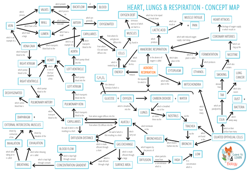 respiratory system concept map