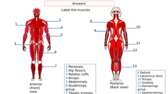 Answer for muscles quiz | Teaching Resources
