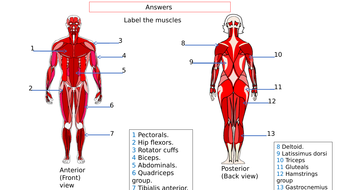 Back Muscle Anatomy Quiz - Human Anatomy