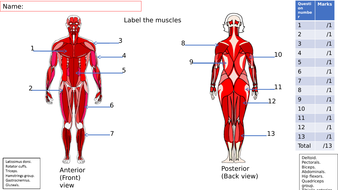 Lesson starter on the major muscles of the body ...