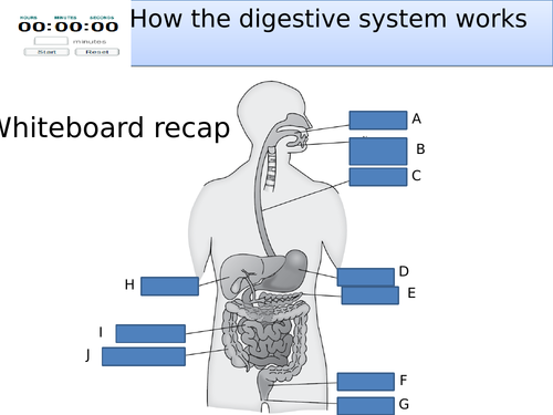 Topic B2 Enzymes and digestion-AQA combined science trilogy/separate biology