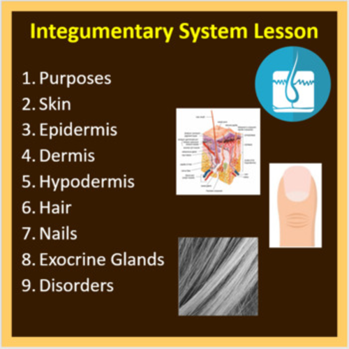 Integumentary System Lesson | Teaching Resources