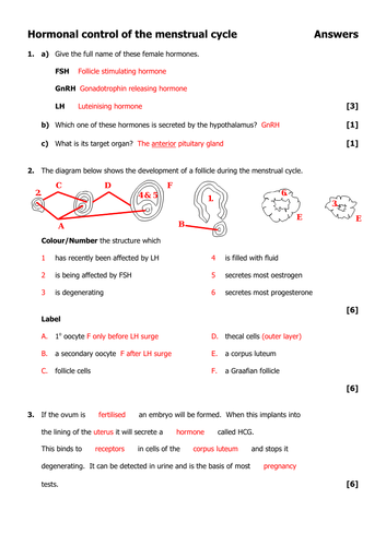 Menstrual cycle (2 powerpoints, two worksheets, card sort) Post 16