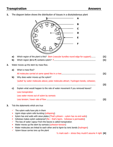 16  swamp plants crossword WellsAnaya