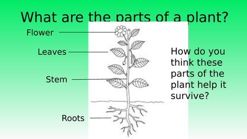 Activate KS3 Photosynthesis | Teaching Resources