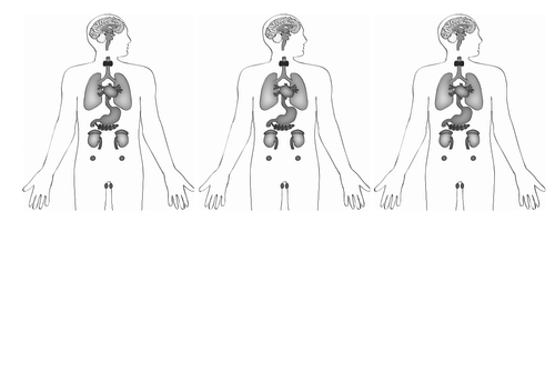 The human endocrine system | Teaching Resources