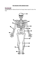 AQA 9-1 GCSE PE - The Skeletal System [The Bones] | Teaching Resources