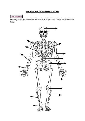 unlabeled skeleton