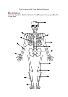AQA 9-1 GCSE PE - The Skeletal System [The Bones] | Teaching Resources