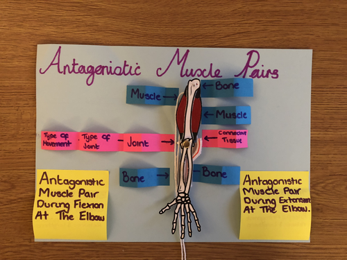 AQA 9-1 GCSE PE - Build Working Antagonistic Muscle Pairs | Teaching ...
