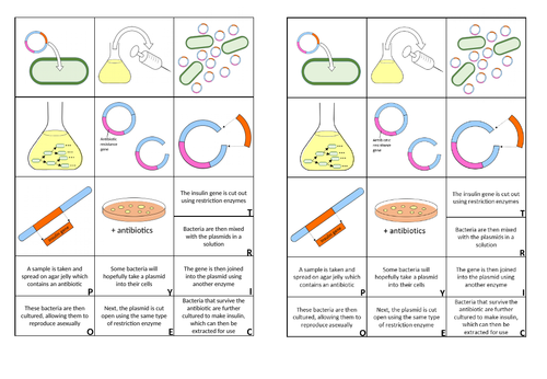 GCSE Genetic Engineering insulin Cut and Stick activity and Answers