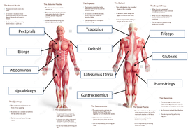 GCSE PE - Muscular System (Full lesson) | Teaching Resources