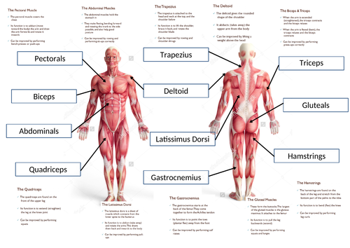 gcse-pe-muscular-system-full-lesson-teaching-resources