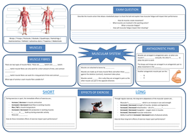 GCSE PE - Muscular system revision sheet | Teaching Resources