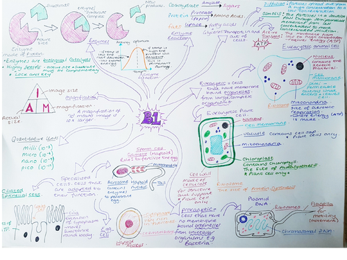 CB1 Revision Mind Map Edexcel 'Key concepts in Biology'