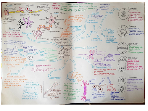 CB2 Revision Mind Map, Edexcel 'Cells &bControl'