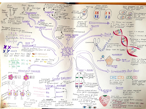 CB3, Revision Mindmap, Edexcel'Genetics'