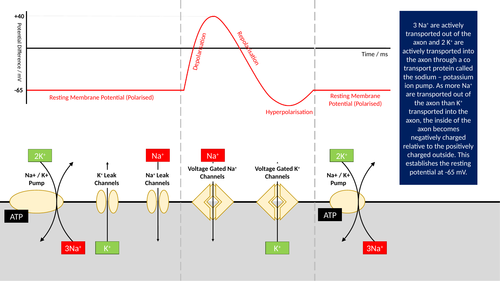 The Nerve Impulse Presentation