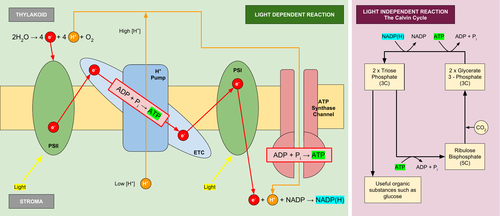 Summary Diagram of Photosynthesis