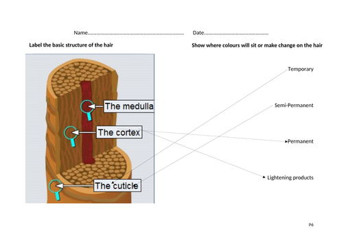 The basic structure of the hair.