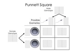 Punnet Square Template EDEXCEL GCSE (9 1) Combined Science Paper 1