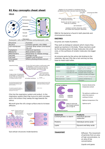 Edexcel biology B1 key concepts revision