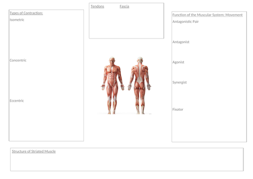 anatomy homework assignments
