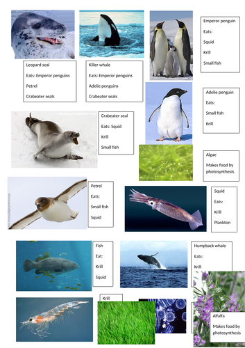 AQA Biology Trilogy - B17 Organising an Ecosystem | Teaching Resources