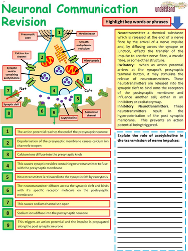 New A Level Biology Neuronal Communication Revision Workbook | Teaching ...