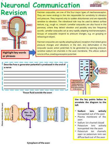 New A Level Biology Neuronal Communication Revision Workbook | Teaching ...