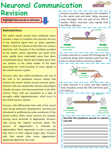 New A Level Biology Neuronal Communication Revision Workbook | Teaching ...