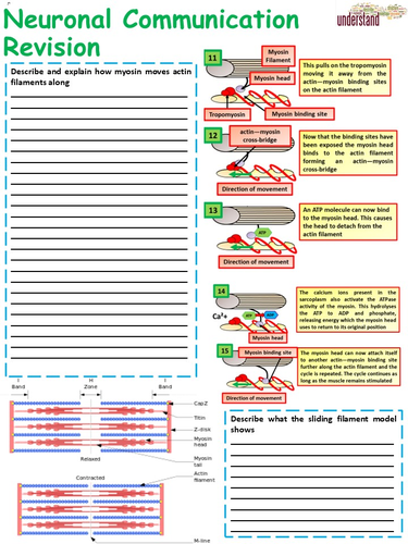 New A Level Biology Neuronal Communication Revision Workbook | Teaching ...