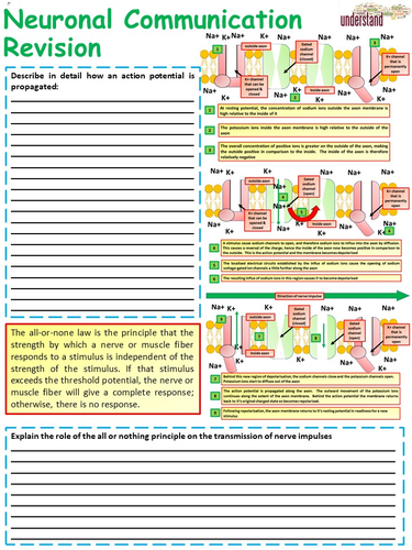 New A Level Biology Neuronal Communication Revision Workbook | Teaching ...