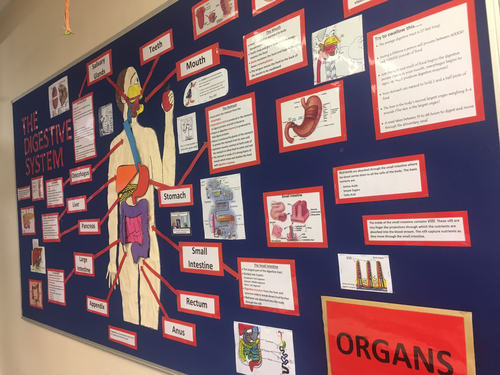 Human Digestive system Interactive Classroom Display | Teaching Resources