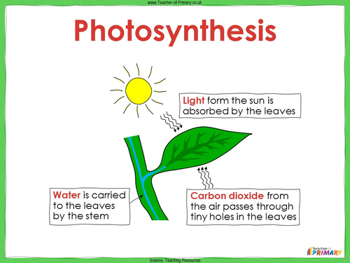 Plant Requirements - Year 3 | Teaching Resources