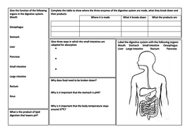 GCSE Biology revision mat - The digestive system | Teaching Resources